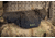 Fobus Ambidextrous Tactical Pouch