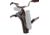 Galco Kodiak Hunter Leather Shoulder Holster, Smith &amp; Wesson Model 460 X-Frame Revolver 8.375in/Smith &amp; Wesson Model 51 Revolver, Right Hand, Havana, KH172H