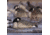 Greenhead Gear Pro-Grade Goose Decoy,Honker Shells/Sleeper Pack,Dozen 72062