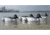 Higdon Outdoors Standard Goldeneye Foam Filled Drakes, 6 Pack, 19733