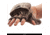 Huntworth Douglas Hunting Pop Top Glove - Mens, Hidden, Large, E-06-HDN-L