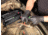 MCR Safety NitriShield Stealth Disposable Nitrile Gloves, Powder Free Industrial Food Service Grade, 12in Length, 6 mil Thickness, Black, Medium, 6062M
