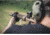 Mechanix Wear M-Pact 0.5mm Gloves - Mens, Covert, Small, MPSD-55-008