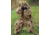 MIL-TEC Oak Leaf 3D Ghillie Suit, Desert Camo, Medium/Large, 11961560-002