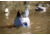 Mojo Butt Up Rippler Motion Decoy HW2459