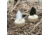 MOJO Dove A Flickers, 4 Pack, HW2461