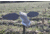 Mojo Elite Series Dove Decoy
