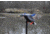 Mojo Elite Series Mini Mallard Drake Decoy HW24703P
