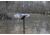 Mojo Elite Series Mini Mallard Drake Decoy HW24703P