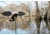 Mojo Elite Series Mini Mallard Hen Decoy