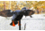 Mojo Gadwall Decoy, Elite Series, HW2473