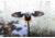 Mojo Gadwall Decoy, Elite Series, HW2473