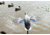 Mojo King Mallard Drakes Decoy, HW2520