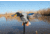Mojo Mini Mallard Drake Decoy, Elite Series HW2470