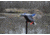 Mojo Mini Mallard Drake Decoy, Elite Series, HW2470