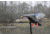Mojo Mini Mallard Hen Decoy, Elite Series, HW2471