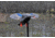 Mojo Mini Mallard Hen Decoy, Elite Series, HW2471