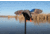 Mojo Mini Mallard Hen Decoy, Elite Series HW2471