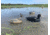 Mojo MOJO Coot Confidence Decoys