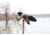Mojo Outdoors HW2547 Mallard Lite Multi-Color