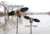 Mojo Outdoors HW2547 Mallard Lite Multi-Color
