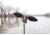 Mojo Outdoors HW2547 Mallard Lite Multi-Color