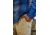 Mountain Khakis All Mountain Pant Classic Fit - Mens, Yellowstone, 31x30, O49256YELLOWSTONE3130