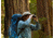 Nikon M5 10 x 42 Roof Prism Binoculars, Black, 16768