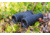 Nikon PROSTAFF P3 8X42mm Binocular, Roof Prism, Black, 16776