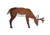 Oncore Targets Feeding Deer w/Antlers Self-Healing Archery Target, Brown, White D4-ANT