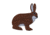 Oncore Targets Rabbit Self-Healing Archery Target, Small, Brown/White, Small, R2
