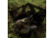 Primos Hunting Double Bull SurroundView Stakeout Hunting Blind, Mossy Oak Greenleaf, 65164