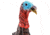 Primos Hunting Photoform Jake Decoy, Box, 69069