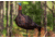 Primos Hunting Photoform Jake Decoy, Box, 69069