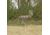 Primos Hunting SCAR Deer Decoy, Box, 62601