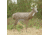 Primos Hunting SCAR Deer Decoy, Box, 62601