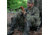 Primos Hunting Wing Man Turkey Chair, Mossy Oak Break Up Country, Hang Tag, PS60096