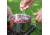 Primus Campfire Cookset, Small, Silver, P-738002
