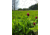 RaKK Fuel Groundwork 1/2 Acre, Large, 7518