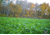 RaKK Fuel Tombstone 1/2 Acre, Small, 7536