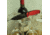 Real Steel Huginn Slide Lock Red/BLK
