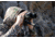 Really Right Stuff Vector X Binocular Mount, Vector-X-Mount, RRS-9000197