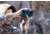 Really Right Stuff Vector X Binocular Mount, Vector-X-Mount, RRS-9000197