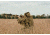Red Rock Outdoor Gear Big Game Ghillie Suit, Open Country, Medium-Large 70966M/L