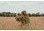 Red Rock Outdoor Gear Big Game Ghillie Suit, Open Country, X-Large-2X-Large 70966XL/XXL