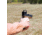 SightMark 1x Mini Shot A-Spec Reflex Sight, Red Reticle, 2 MOA, 1 MOA, 25 yd, Black, SM26045