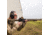 SightMark Ultra Shot Open 1x 33x24mm Reflex Red Dot Sight (A-Spec), 5 MOA dot, 3 MOA dot with 50 MOA circle, 3 MOA dot with 50 MOA crosshair, 3 MOA dot with 30 MOA circle/crosshair (subtensions total 50 MOA) Dark Earth, SM26032DE