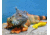 Spyderco Dragonfly 2 Salt Folding Knife, C28SYL2HB