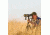 Steiner M2080 20x80 Military Binocular, Olive Drab Green, 2675
