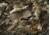 Titan 3D Mossy Oak DNA Leafy Suit, Real Tree Edg, 2XL/3XL
